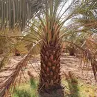 نخل للبيع بجميع انوعه