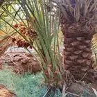 نخيل فراخه نخل. فسائل