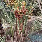 صقعي درجه اولى