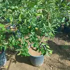 لدينا جميع انواع الزراعه والنخيل ارخص سعر واحسن خدمات