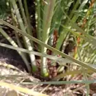 نخل القصيم فسيل طيبه وسعرمعقوال