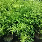 مشتل تنسيق الحد ائق