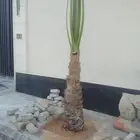 يوجد لدينا جميع انواع انخل لعربي وشنطي