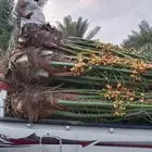 نخل للبيع مثمر خلاص برحي سكري مجدول
