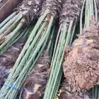 نخل للبيع مثمر نخل منتج