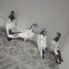 المدينه