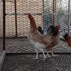 دجاج بلدي اصيل ترثه (تم البيع) تابعونا في عروض اخرى مميزه