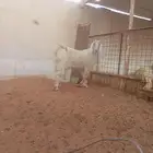 ماعز