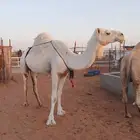 عشرا