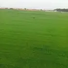 ثيل سئ 2000صافي وطبيعي الموقع الخرج