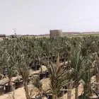 مجذر صقعي مراكن مجذر مجدول مراكن مجذر مراكن مجذر صقعي هبري