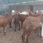 سواكن دبايح