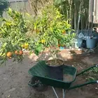 حمظيات مثمره برتقل ابوصره برتقال يوسفي. زيتون وجميع لاشجار