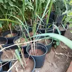 شتلات عشبة الليمون عطرة المدينة