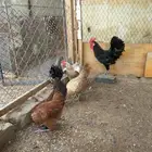 دجاج بلدي شرط من كل شي