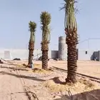 نخل للبيع مثمر جده مكه الطايف جميع الانواع