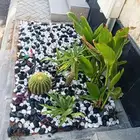 عشب صناعي وطبيعي