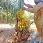 نخل القصيم مشاالله نخل مثمر سعر معقوال