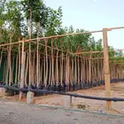 أشجار منوعه وأحجام مختلفة صيانه القصور والفلل والاستراحات ا