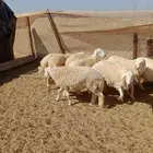 طليان ورخال فل شحم ولحم باسعار مناسبة