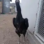 فروخ شامو ألماني فواخر