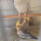 طيور كروان