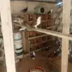 عندي عشه حمام انواع شامي وبلجيكي وتركي وقلاب وشرازي ووانواع