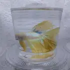 سمك فايتر اشكال و الوان