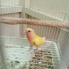 روز البينو عيون حمراء