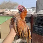 ميوالي بيور