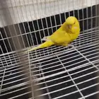 انثى طيور الحب