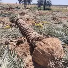 نخل للبيع مثمر القصيم عنيزه الرياض الرس خلاص برحي سكري