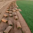 ثيل طبيعي