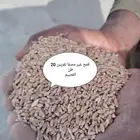 قمح غير مصفا تقريبن 20طن