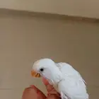 فرخ روز البينو