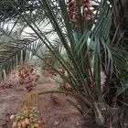 نخل للبيع مثمر جده مكه الطايف نخل خلاص سكري