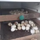 فقاسة