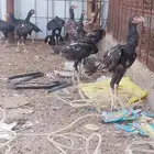 دجاج باكستاني