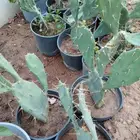 شتلات تين شوكي