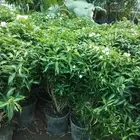 مشاتل تنسيق الحد ائق