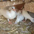 زغاليل فرنسي طيبه الشرائع