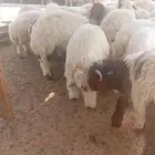 طليان ذبايح تم البيع