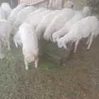 طليان حريات تضحي