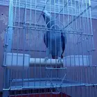 فرخ كاسكو هولندي اليف حار