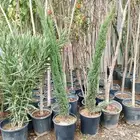 أشجار منوعه ومثماره جميع الانوع والمقسات وصينت القصور