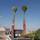 نخل وشنطونيا لزينت القصور والفلل والاستراحات والبيوت