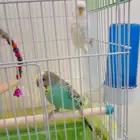 زوج حب منتج صحة ممتازة