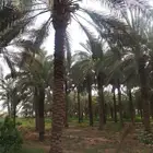 نخيل عربي نخيل واشنطني اشجار الزيتون والزينه