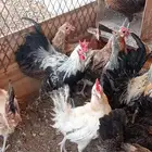 بفضل الله يوجد دجاج بياض عمر 8 شهور البيع جمله وتفريد
