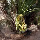 نخل وجثايث ونقيل وفسيل القصيم نخل مثمر سعرمعقوال